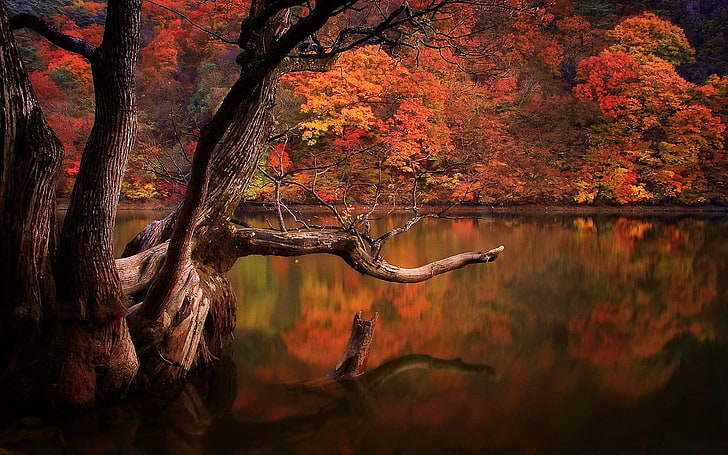 коричневое водное пространство, озеро, осень, лес, мертвые деревья, отражение, природа, Южная Корея, пейзаж, красочные, деревья, вода, HD обои