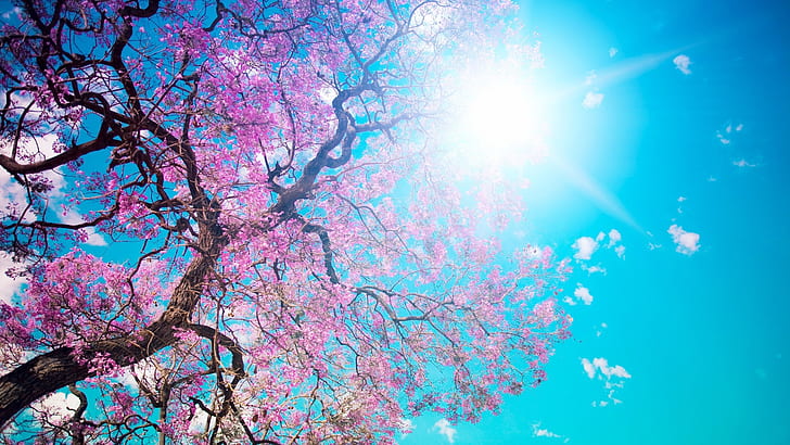 sun cherry blossoms trees flowers Nature Flowers HD Art , Trees, Flowers, sun, cherry blossoms, HD wallpaper