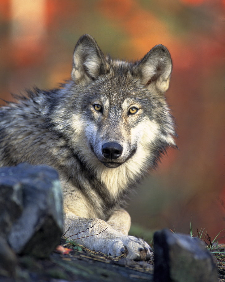 grauer und weißer Wolf, Wolf, Raubtier, Schnauze, Blick, Hund, HD-Hintergrundbild, Handy-Hintergrundbild