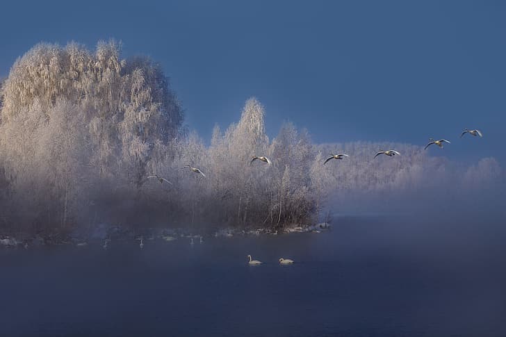 winter, frost, forest, birds, nature, river, haze, swans, geese, HD wallpaper