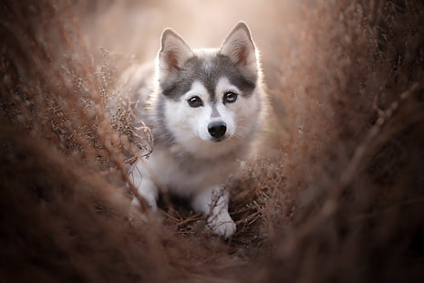  Dogs, Husky, Baby Animal, Dog, Pet, Puppy, HD wallpaper HD wallpaper