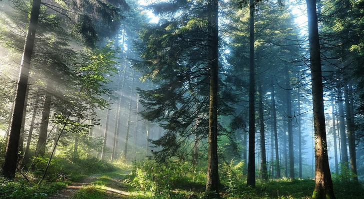 The Thick Forest, árbol de hojas verdes, Naturaleza, Bosques, Fondo de pantalla HD
