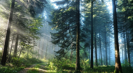 La forêt épaisse, arbre à feuilles vertes, Nature, Forêts, Fond d'écran HD HD wallpaper