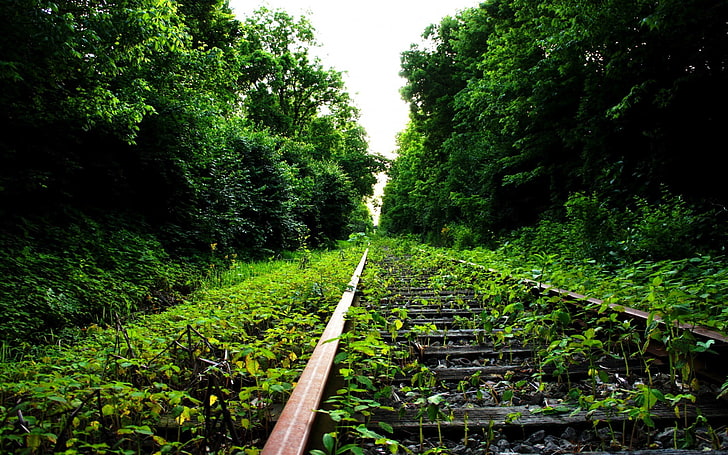 naturaleza, ferrocarril, abandonado, Fondo de pantalla HD