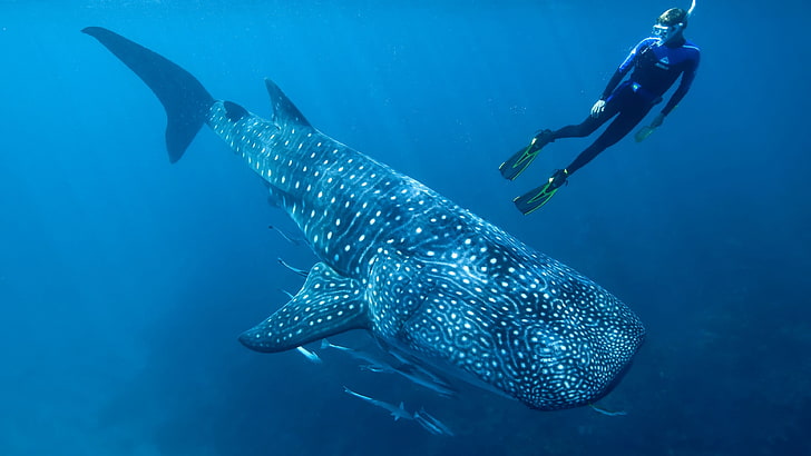 whale shark, marine biology, diver, diving, marine mammal, underwater, HD wallpaper