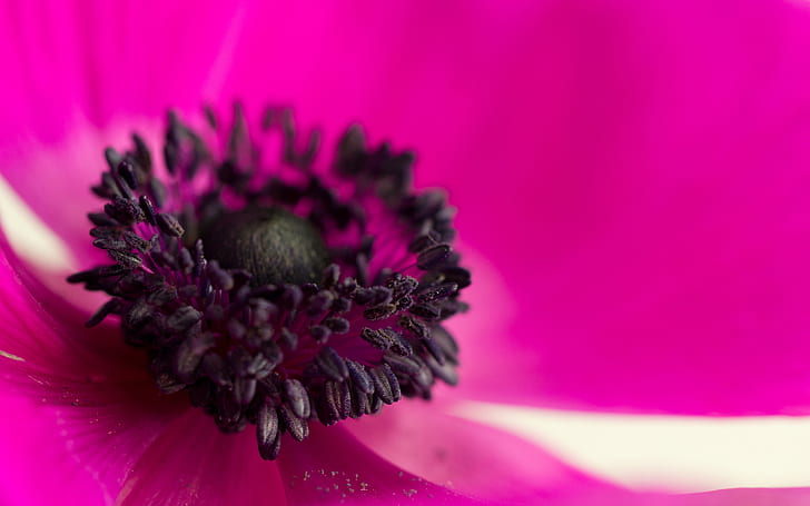 꽃 매크로 핑크 HD, 자연, 꽃, 매크로, 핑크, HD 배경 화면