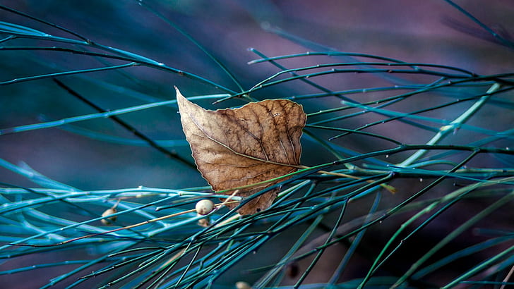 foglia marrone, foto del primo piano della foglia secca sulle foglie a forma di ago verdi, foglie, natura, macro, Sfondo HD