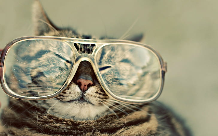 แว่นตาแมวปิดตาสีน้ำตาลสัตว์ซีเปียสัตว์เลี้ยงอารมณ์ขัน, วอลล์เปเปอร์ HD