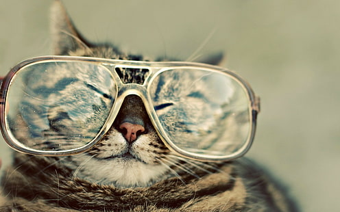очила, котка, затворени очи, кафяво, животни, сепия, домашен любимец, хумор, HD тапет HD wallpaper