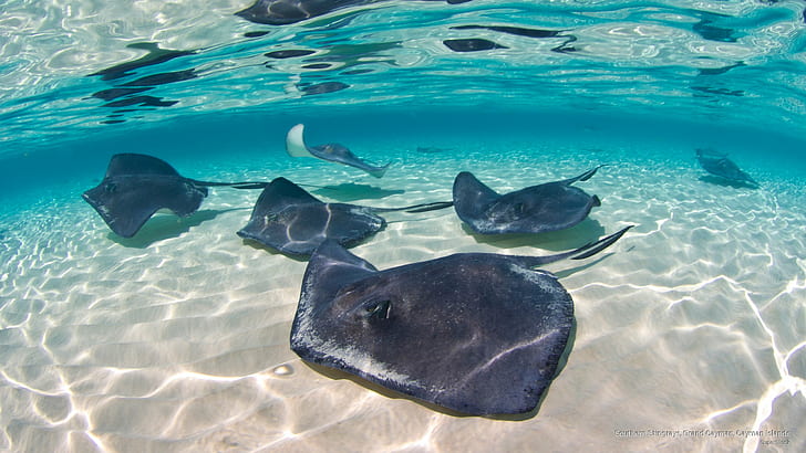Southern Stingrays, Grand Cayman, Cayman Islands, Ocean Life, HD wallpaper