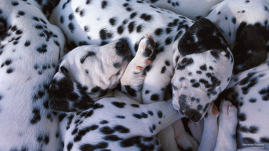 Dalmatian Puppies, Dogs, HD wallpaper HD wallpaper