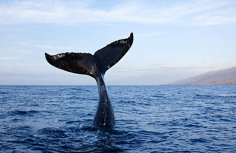 Fisch, Ozean, Meer, Seeleben, Unterwasser, Wal, Wale, HD-Hintergrundbild HD wallpaper