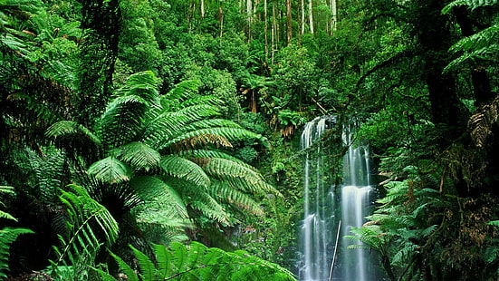 Jungle Waterfall Green Plants HD, nature, green, waterfall, jungle, plants, HD wallpaper HD wallpaper