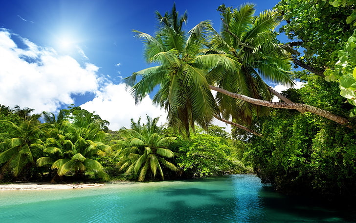 spiaggia, sabbia, palme, natura, paesaggio, tropicale, Sfondo HD
