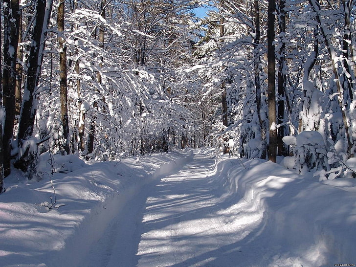 brown trees, road, snow, snowdrifts, trees, wood, HD wallpaper
