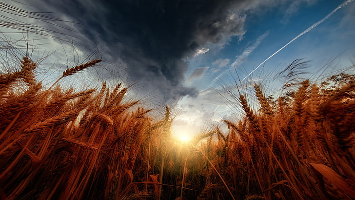 nature, sky, wheat, storm, sunset, clouds, colorful, HD wallpaper