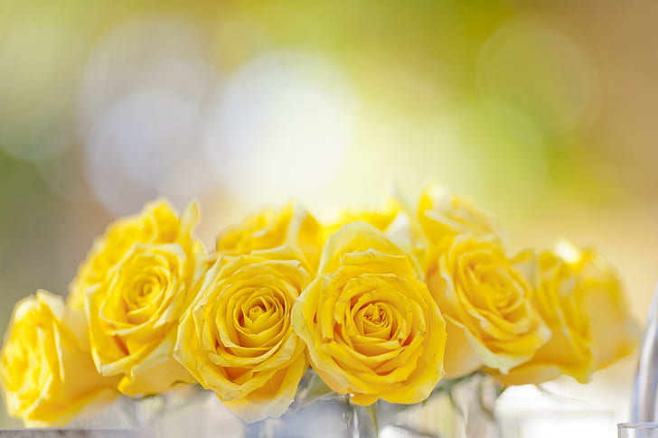 Yellow Splendor ~? ~, Bouquet di rose gialle, leggero, brillante, giallo, magnifico, magnifico, splendore, Sfondo HD