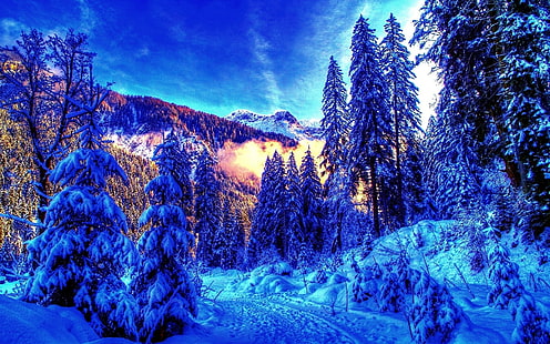雪の木の冬の風景hdr写真北欧1920 x 1200抽象的な写真HDアート、木、雪、 HDデスクトップの壁紙 HD wallpaper