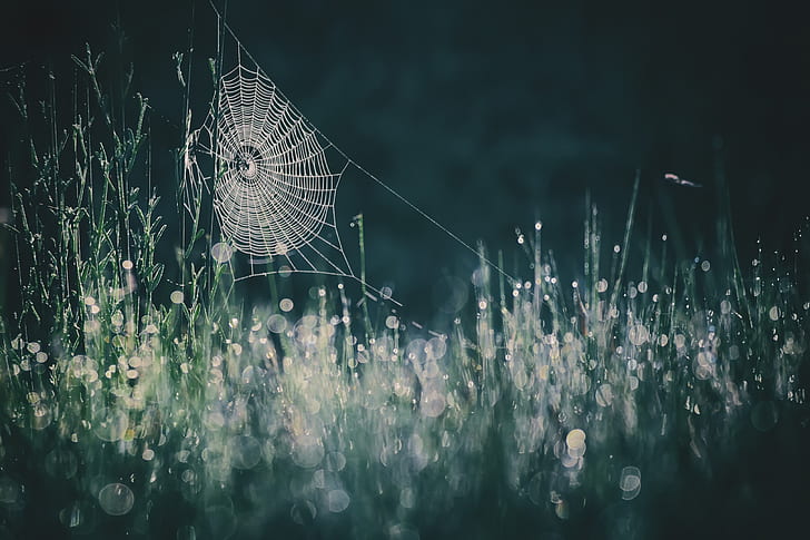 nature, spiderwebs, HD wallpaper