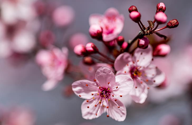 macro, cherry, branch, spring, flowering, flowers, bokeh, cherry blossoms, buds, HD wallpaper