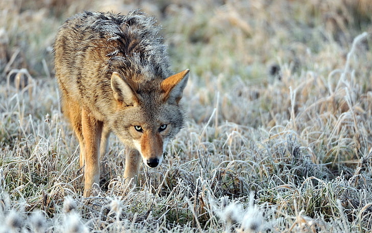 Animal, Coyote, Canine, HD wallpaper