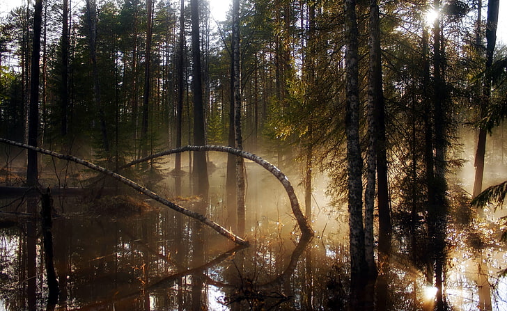 ป่าพรุหมอกยามเช้าต้นไม้ใบเขียวธรรมชาติป่าสีน้ำตาลต้นไม้ป่าหมอกแสงสะท้อนน้ำท่วม, วอลล์เปเปอร์ HD