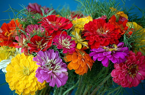 kırmızı, pembe, turuncu ve sarı çiçekler, zinnias, çiçekler, parlak, renkli, çiçek, HD masaüstü duvar kağıdı HD wallpaper