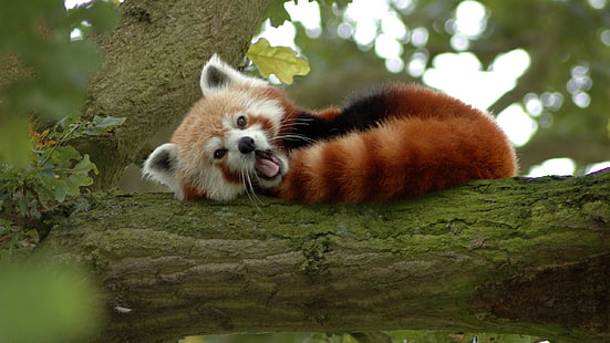Zwierzę, zwierzęta, 2560x1440, czerwony, panda, panda czerwona, panda czerwona hd, Tapety HD HD wallpaper