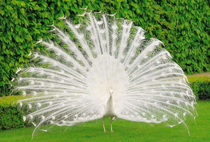 Bird, nature, white peacock, HD wallpaper | Wallpaperbetter