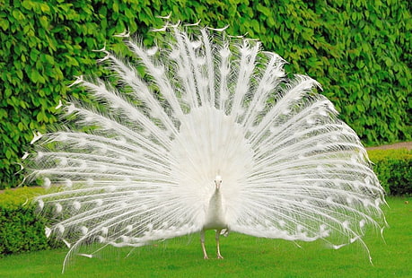 Vogel, Natur, weißer Pfau, HD-Hintergrundbild HD wallpaper