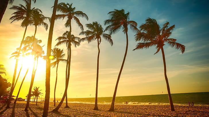 Tropical beach beautiful sunset, palm tree, sea, people, dusk, coconut trees, Tropical, Beach, Beautiful, Sunset, Palm, Tree, Sea, People, Dusk, HD wallpaper