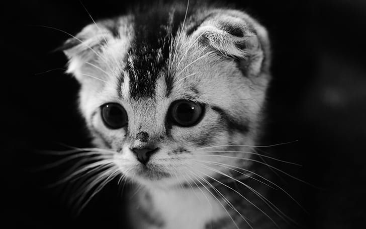 Simpatico gattino grigio, gattino grigio, gattino, Sfondo HD