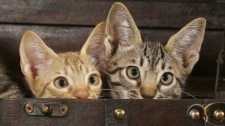 two orange and gray tabby kittens, kittens, peek, playful, HD wallpaper