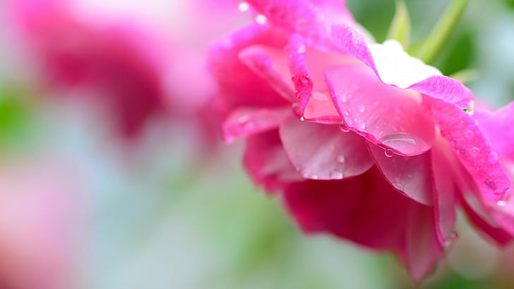 Mawar merah muda, kelopak, tetesan air, tetesan air, bunga, mawar merah muda, kelopak, tetesan air, tetesan air, Wallpaper HD