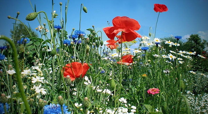 red and blue flowers, cornflowers, poppies, daisies, flowers, meadow, summer, greens, sky, HD wallpaper
