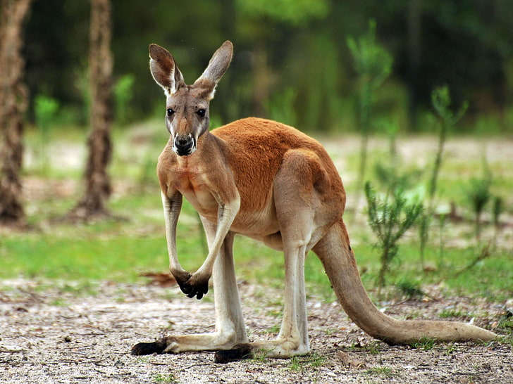 kangaroo, marsupial, HD wallpaper