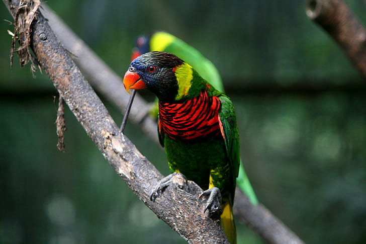 дълбочина на полето фотография на зелен, червен и черен папагал на клона на дървото, дълбочина на полето, фотография, зелен, червен и черен, черен папагал, клон на дърво, таман, kl парк за птици, птици, куала лумпур, Малайзия, дивата природа, птица, животно, природа, многоцветни, папагал, перо, клюн, зелен цвят, HD тапет