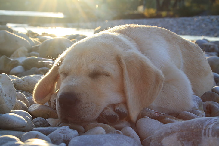 Labrador retriever giallo cucciolo, cane, museruola, sonno, labrador, carino, Sfondo HD