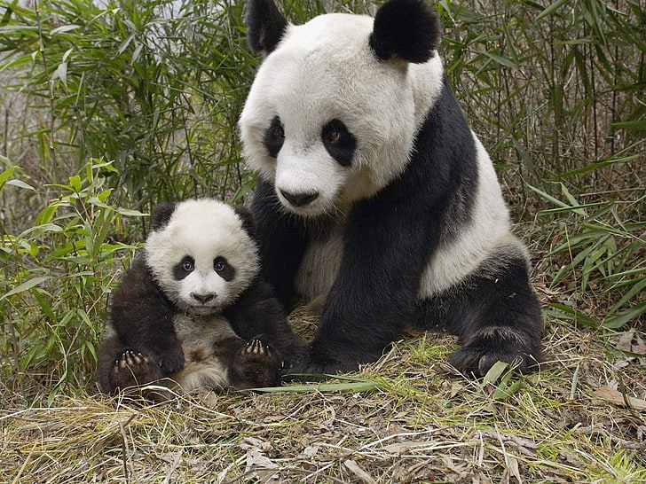 hayvanlar, panda, bebek hayvanlar, HD masaüstü duvar kağıdı