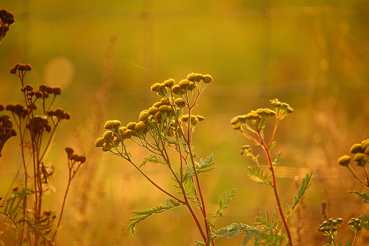 autumn, flower, golden autumn, meadow, moneywort, nature, plant, sunlight, tansy, HD wallpaper