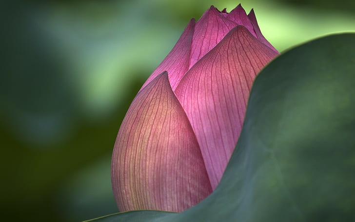 Lotusblumen, Blumen, Makro, Natur, HD-Hintergrundbild