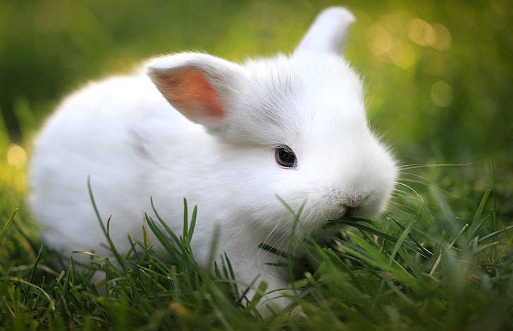 coniglio bianco, coniglio, erba, cibo, carino, Sfondo HD