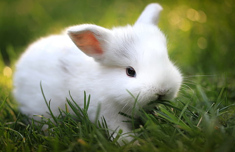 coniglio bianco, coniglio, erba, cibo, carino, Sfondo HD HD wallpaper