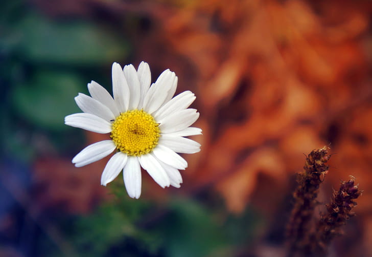 Kelopak bunga daisy, bunga daisy putih, bunga, kelopak, close-up, daisy, alam, Wallpaper HD