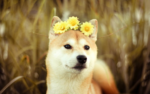 สุนัข, ชิบะอินุ, น่ารัก, ดอกไม้, วอลล์เปเปอร์ HD HD wallpaper