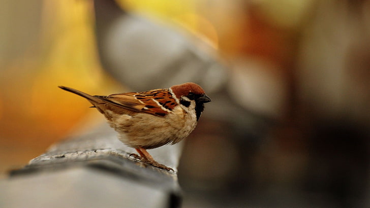 bird, sparrow, house sparrow, HD wallpaper