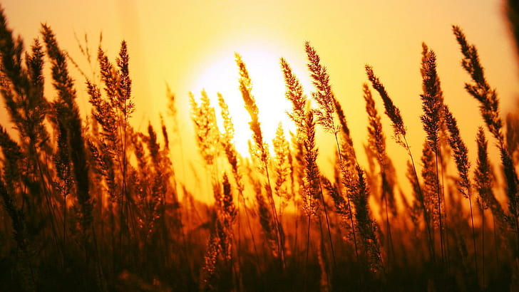 fotografia, zachód słońca, pole, rośliny, głębia ostrości, Tapety HD