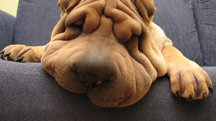 shar pei dog, dog, wrinkles, animals, HD wallpaper