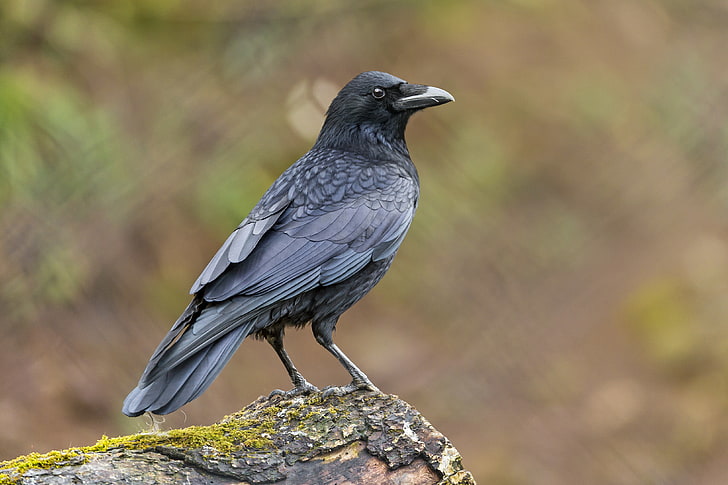 black bird, bird, moss, Raven, ©Tambako The Jaguar, HD wallpaper