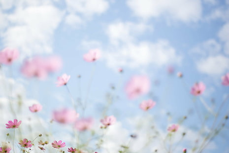 ピンクのコスモス畑の植物写真、無題、コスモス、フィールド、植物、写真、青空、秋、パステル、自然、ze、秋の空、花、夏、ピンク色、春、屋外、 HDデスクトップの壁紙 HD wallpaper
